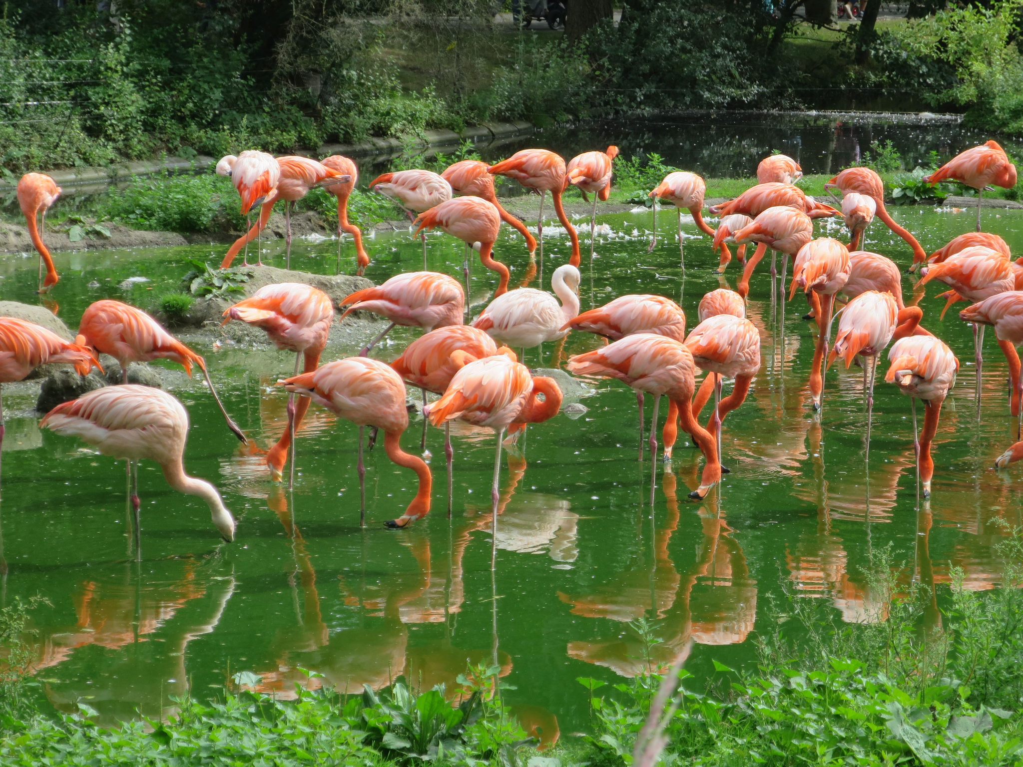 Tierpark Zoo  21